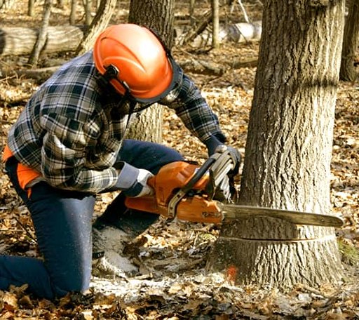 Tree Removal in New Boston, TX